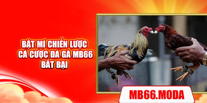 Bật mí chiến lược cá cược đá gà MB66 bất bại