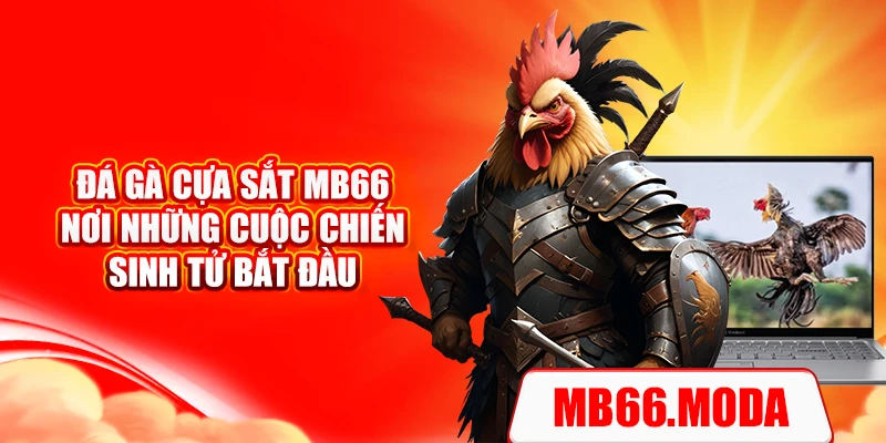 Đá Gà Cựa Sắt MB66 – Nơi Những Cuộc Chiến Sinh Tử Bắt Đầu