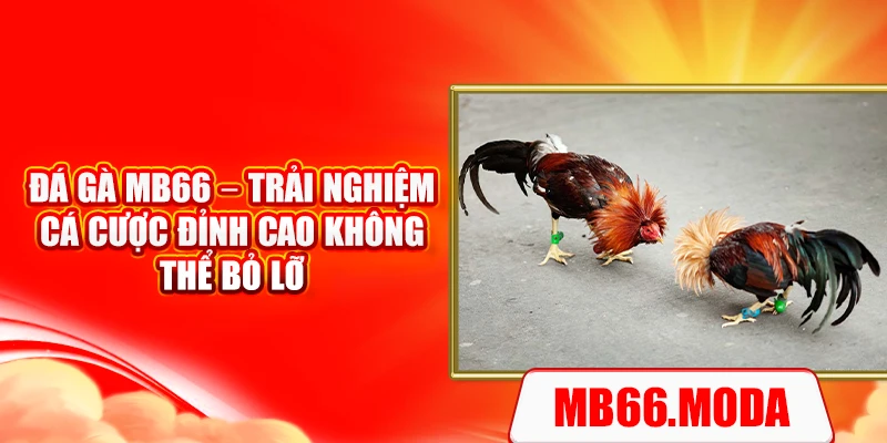 Đá Gà MB66 – Trải Nghiệm Cá Cược Đỉnh Cao Không Thể Bỏ Lỡ