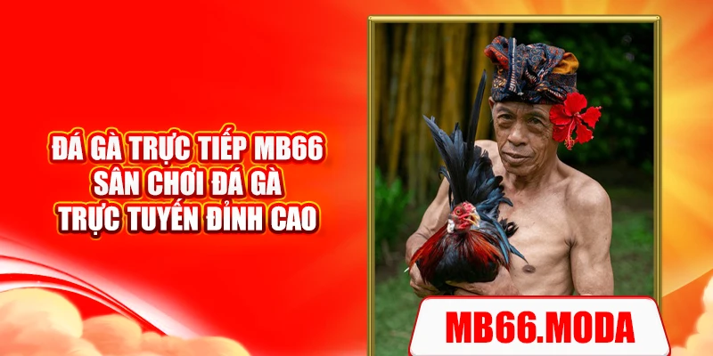 Đá Gà Trực Tiếp MB66 – Sân Chơi Đá Gà Trực Tuyến Đỉnh Cao
