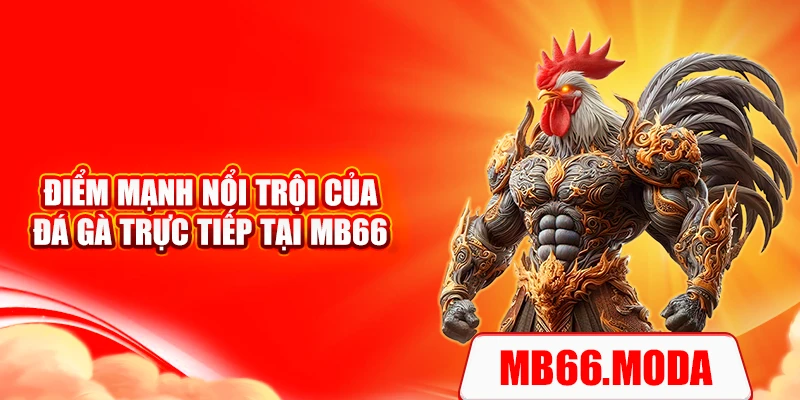 Điểm mạnh nổi trội của đá gà trực tiếp tại MB66