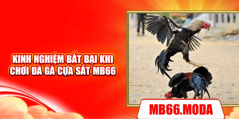 Kinh nghiệm bất bại khi chơi đá gà cựa sắt MB66