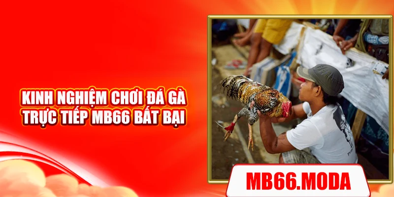 Kinh nghiệm chơi đá gà trực tiếp MB66 bất bại
