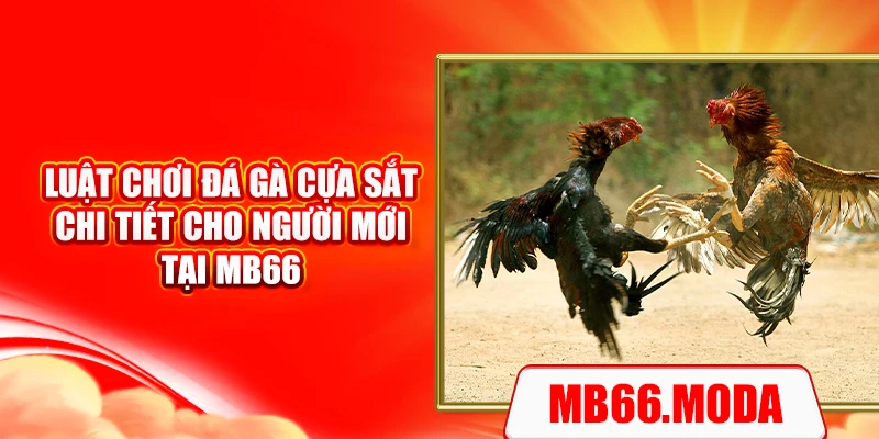 Luật chơi đá gà cựa sắt chi tiết cho người mới tại MB66