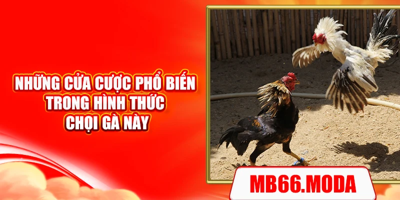 Những cửa cược phổ biến trong hình thức chọi gà này