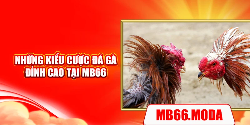 Những kiểu cược đá gà đỉnh cao tại MB66