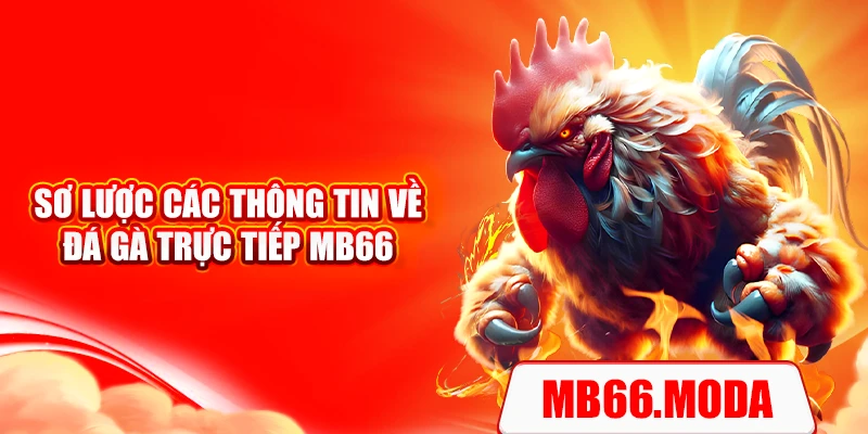 Sơ lược các thông tin về đá gà trực tiếp MB66