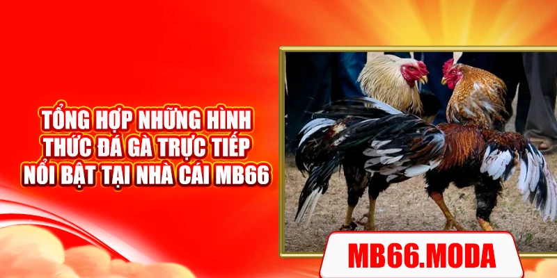 Tổng hợp những hình thức đá gà trực tiếp nổi bật tại nhà cái MB66
