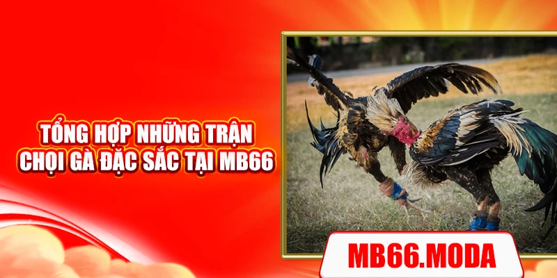 Tổng hợp những trận chọi gà đặc sắc tại MB66